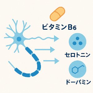 神経伝達物質の合成を促進する作用 ピリドキシン塩酸塩(ビタミンB6)