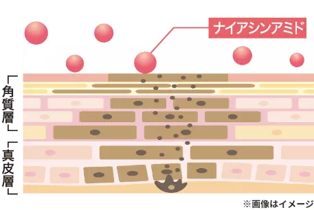有効成分ナイアシンアミドがシミの元になるメラニンに働きかけ、メラノサイトからメラニン過剰生成を抑えることでシミ・そばかすを防ぎ明るく澄んだ印象のお肌に導きます