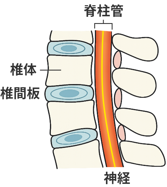 脊柱管と神経のイメージ図